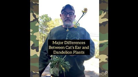 Plant Series: Major Differences Between the Cat’s Ear and Dandelion Plants