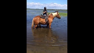 Playful horse splashes in water