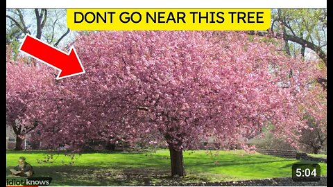 Don,t Go Near This Tree