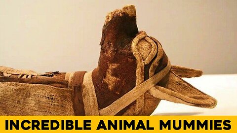 Most Incredible Animal Mummies From Egypt