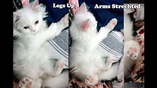 Winsome Kitty Is Certainly A true Yoga Chief, Cat shows off Yoga pose