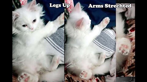 Winsome Kitty Is Certainly A true Yoga Chief, Cat shows off Yoga pose