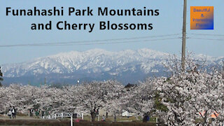 Funahashi Park-Mountains and Cherry Blossoms