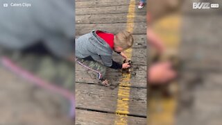 Boy tries to help crab return to sea