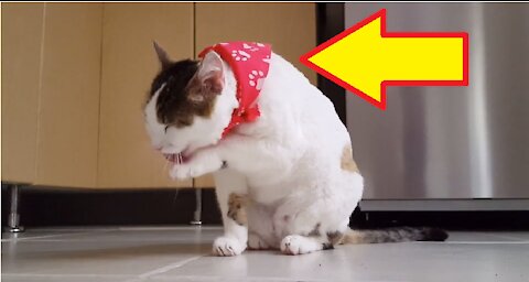 Funny Cat with red bandana like rapper