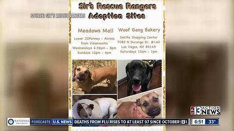 Pucks 4 Paws: Win Vegas Golden Knights tickets while helping Sir's Rescue Rangers