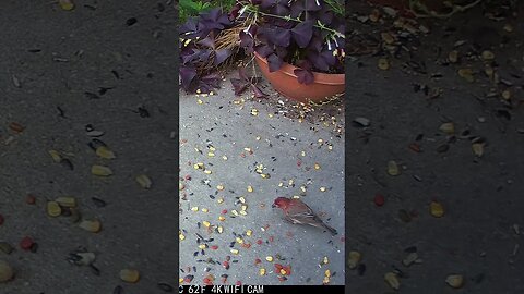 A Beautiful Purple Finch Visits! 🐦