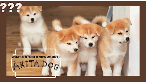 What do you know about the akita dog?