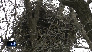 Eagle nest creates wrinkle for Celebrate De Pere