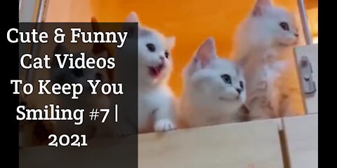 Cute & Funny Cat Videos To Keep You Smiling | 2021