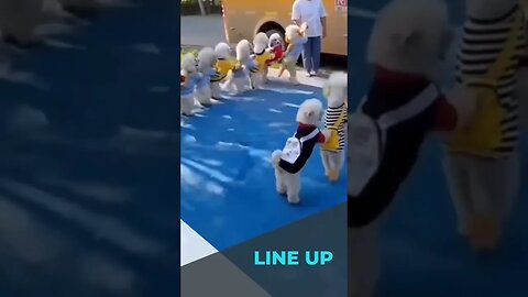 Dogs Also Need to Line Up ☺️ #shorts #viral videos #trending
