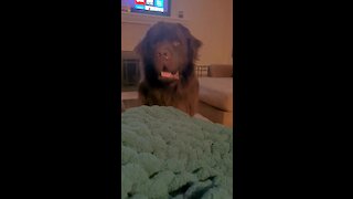 Clever Newfoundland masterfully swindles his owner