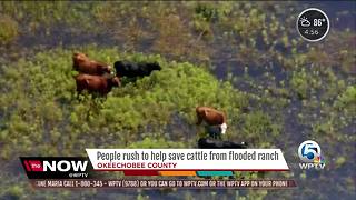 Cows dead, many more at risk after Okeechobee County ranch floods