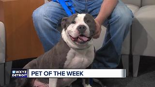 Pet of the Week - Odie