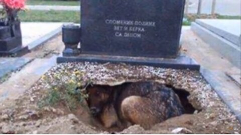 Thought this dog was guarding its owner's grave, but a rescuer discovered an impressive secret