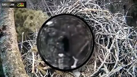 Bigfoot Sighting caught on Michigan Live Eagle Cam