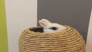 Playing Game Hide and Seek with White Rabbit