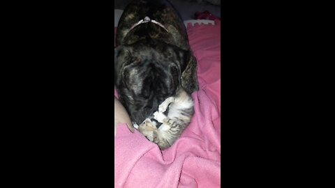 Bullmastiff plays with the abandoned kitten she helped raise