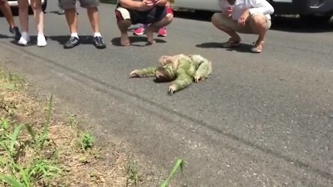 Small sloth crossing a road with baby on her back!