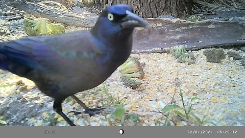 Black bird🐦 close up👀gorgeous😍eye 👀#cute #funny #animal #nature #wildlife #trailcam #farm #homestead