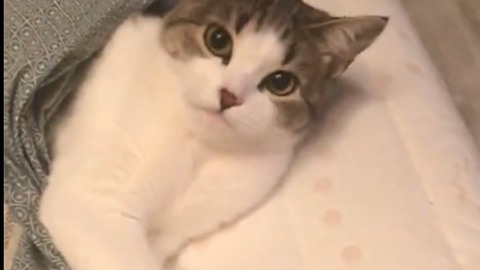 Lazy Cat Doesn't Want To Get Up From Bed