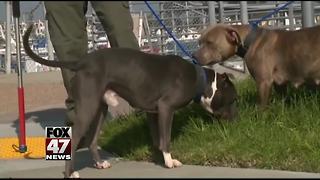 Delta bans "pit bull type dogs" from traveling with customers