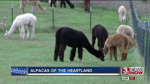 Alpacas of the Heartland boutique could get shut down