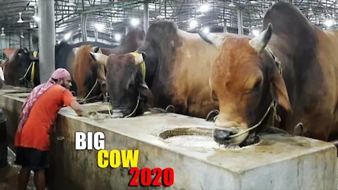 BIGGEST COWS IN BANGLADESH