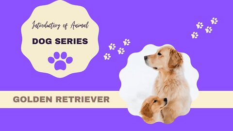 How to select the right pet for you? | Learn Dog Breed with cute fun facts in 2 mins! (Golden Retriever)