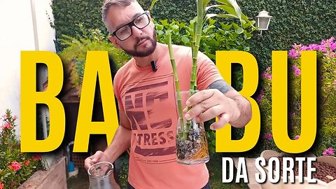 Tudo sobre o BAMBU da SORTE