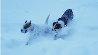 Ares plays forever in snow