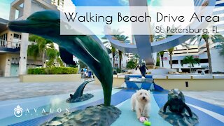 Walking Beach Drive Area St Petersburg FL