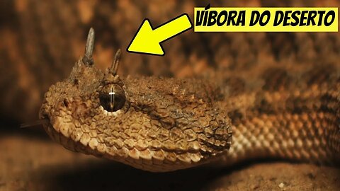 Cobra que se esconde nas areias quentes do deserto (Víbora De Chifres