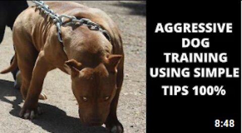 🐕‍🦺How to train any dog to become aggressive