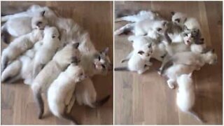 Cat mountain: mama cat nurses her giant litter of kittens