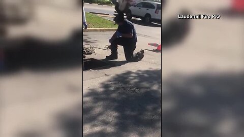 Mama duck attacks Lauderhill firefighter during duckling rescue