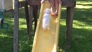 "Funny Dog Runs Up a Slide and Then Slides Back Down"