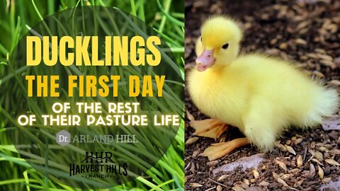 Ducklings - The First Day of the Rest of Their Pasture Life