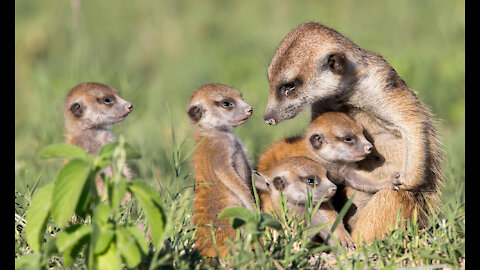 Did you know that meerkats stay close to home, 😱😲even as adults😱😲