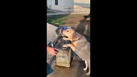 Duke drinks from a fountain