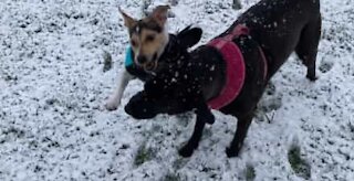 Happy Jack Russell knocks over kid