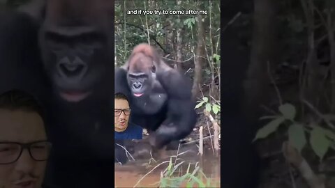 Gorillas are masters of the fakeout