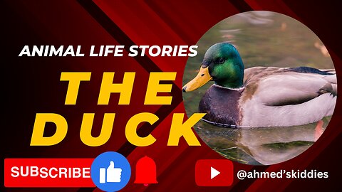The duck story/ Giant Duck /Cartoon, surviving their life on summer, Autmn and winter duck