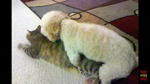 Doggy impregnates cat !