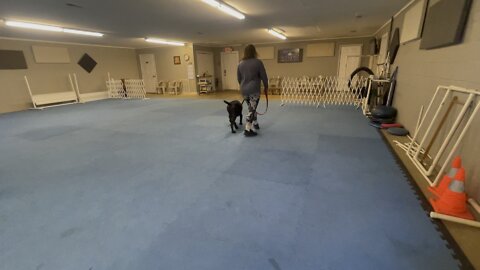 Queen Sophia Kay of the South AKC casual walking day 5 class observation