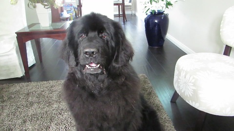 Giant Newfoundland dog reluctantly performs roll-over trick
