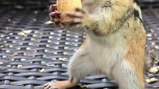 Adorable Chipmunk Skillfully Packs Peanuts In Its Mouth