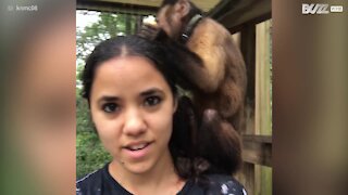Scimmietta birichina usa la testa della sua salvatrice come tavola per mangiare