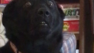 Dog give most hilarious facial expression of all time
