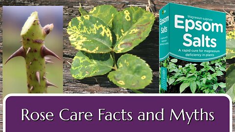 Rose Care Facts and Myths #listenable